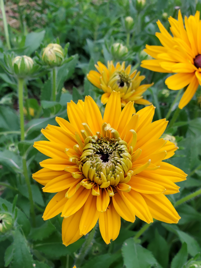 Close up of Rudbeckia flower and buds