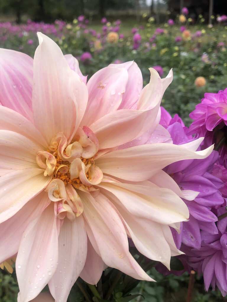 Close up of dahlia cafe au lait