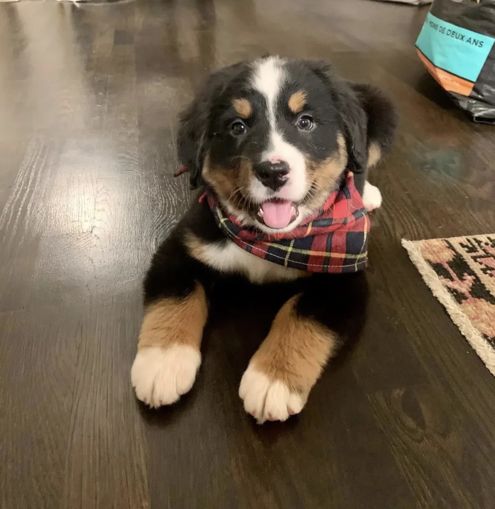 Tucker, bernese mountain dog - Dog Photo Contest