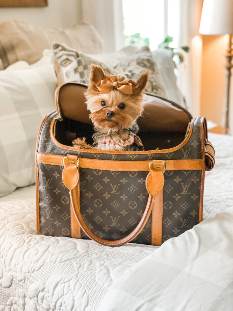 yorkie in louis vuitton  Yorkie, Yorkie dogs, Pet carrier bag